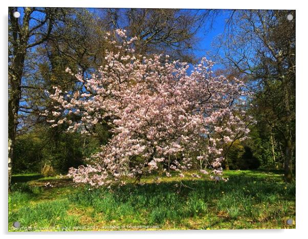 Cherry blossom in Balloch Castle Country Park, Loch Lomond Acrylic by yvonne & paul carroll