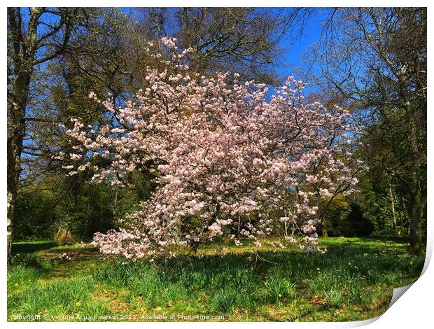 Cherry blossom in Balloch Castle Country Park, Loch Lomond Print by yvonne & paul carroll