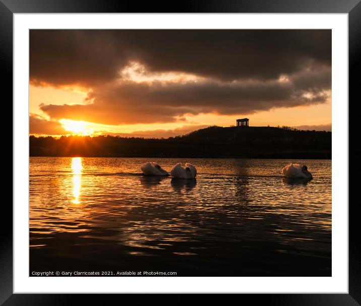 Swans at Sunset Framed Mounted Print by Gary Clarricoates