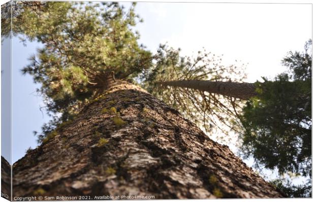 Looking Up a Redwood Tree Canvas Print by Sam Robinson