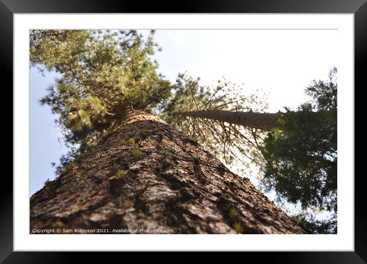 Looking Up a Redwood Tree Framed Mounted Print by Sam Robinson