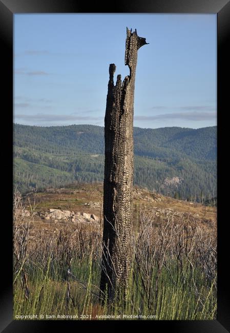 Burnt Out Tree, Yosemite  Framed Print by Sam Robinson