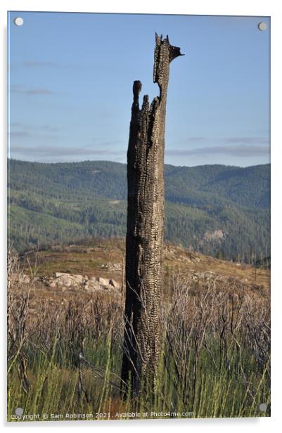 Burnt Out Tree, Yosemite  Acrylic by Sam Robinson
