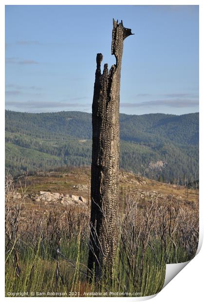 Burnt Out Tree, Yosemite  Print by Sam Robinson