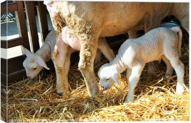 Adult sheep standing beetween two small lambs Canvas Print by M. J. Photography