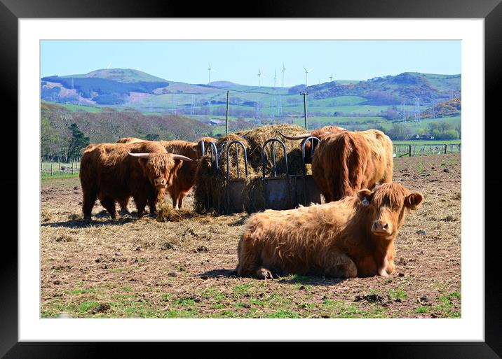 Heilan coos Framed Mounted Print by Allan Durward Photography