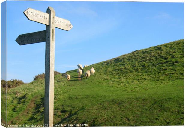 Dorset walk with sheep Canvas Print by Sandra Day