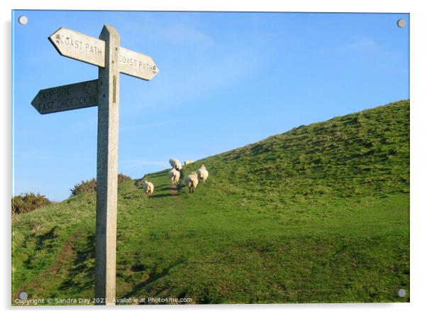 Dorset walk with sheep Acrylic by Sandra Day
