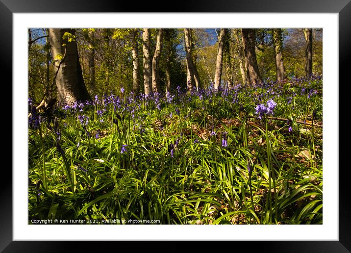 Springing Bluebells Framed Mounted Print by Ken Hunter