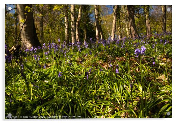 Springing Bluebells Acrylic by Ken Hunter