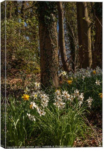 Woodland Daffodil Bloom Canvas Print by Ken Hunter