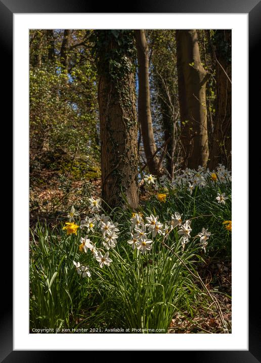 Woodland Daffodil Bloom Framed Mounted Print by Ken Hunter