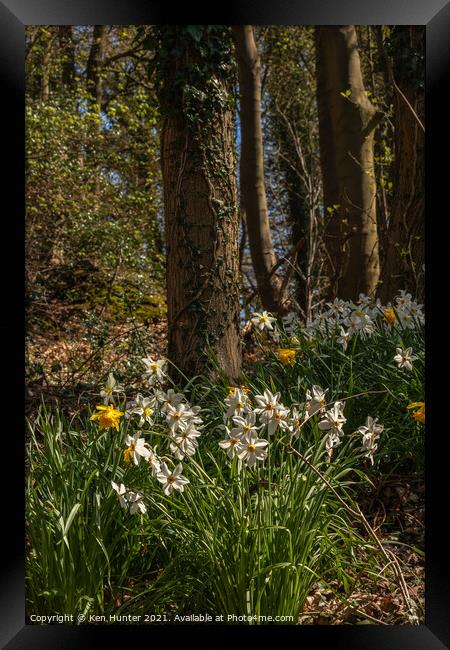 Woodland Daffodil Bloom Framed Print by Ken Hunter