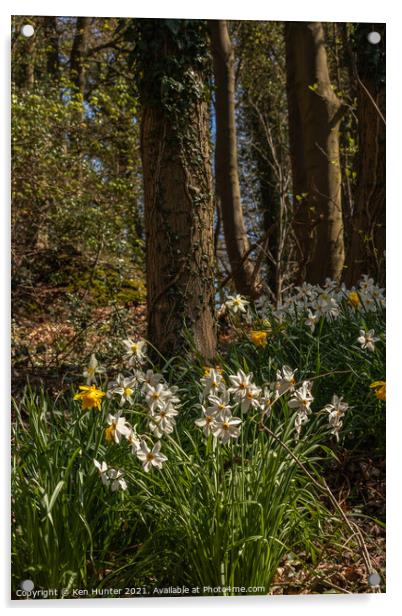 Woodland Daffodil Bloom Acrylic by Ken Hunter