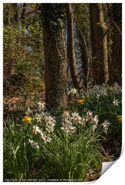 Woodland Daffodil Bloom Print by Ken Hunter