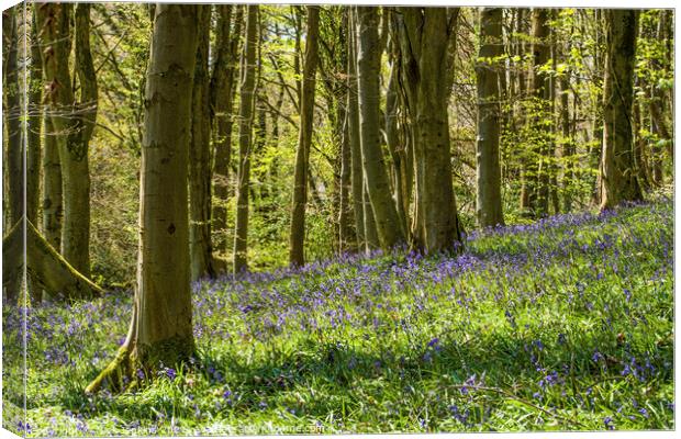 The Bluebell Woods at Coed Cefn in the Brecon Beac Canvas Print by Nick Jenkins