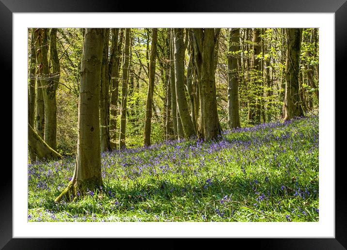 The Bluebell Woods at Coed Cefn in the Brecon Beac Framed Mounted Print by Nick Jenkins