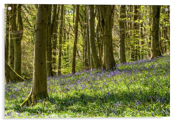 The Bluebell Woods at Coed Cefn in the Brecon Beac Acrylic by Nick Jenkins