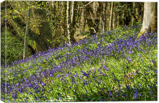 Bluebell Woods Coed Cefn Crickhowell  Canvas Print by Nick Jenkins