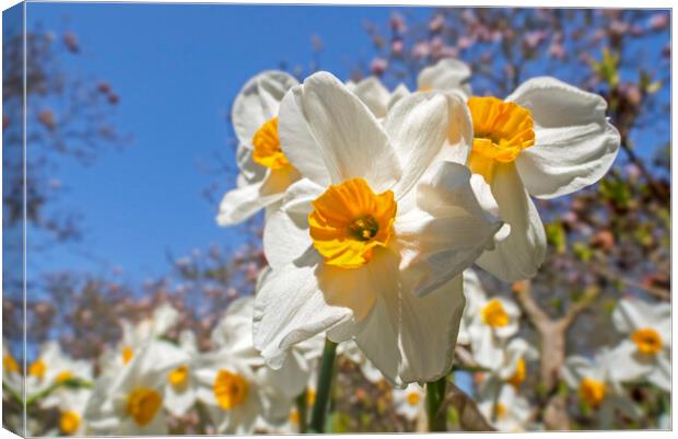 Narcissus Geranium in Spring Canvas Print by Arterra 