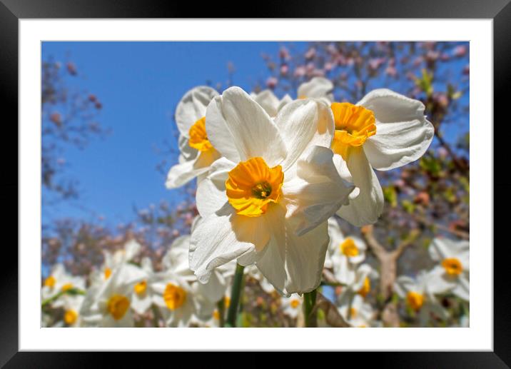 Narcissus Geranium in Spring Framed Mounted Print by Arterra 
