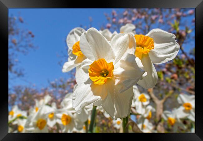 Narcissus Geranium in Spring Framed Print by Arterra 