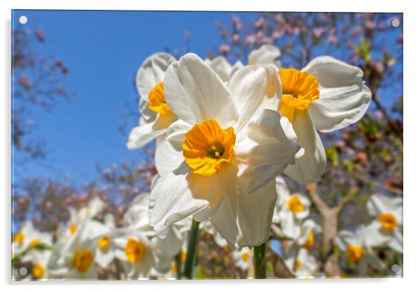 Narcissus Geranium in Spring Acrylic by Arterra 