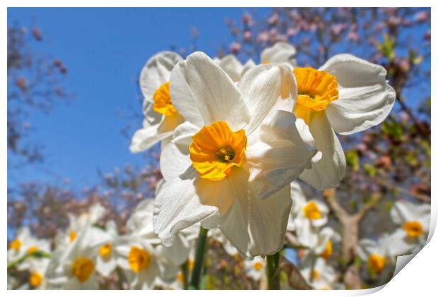 Narcissus Geranium in Spring Print by Arterra 