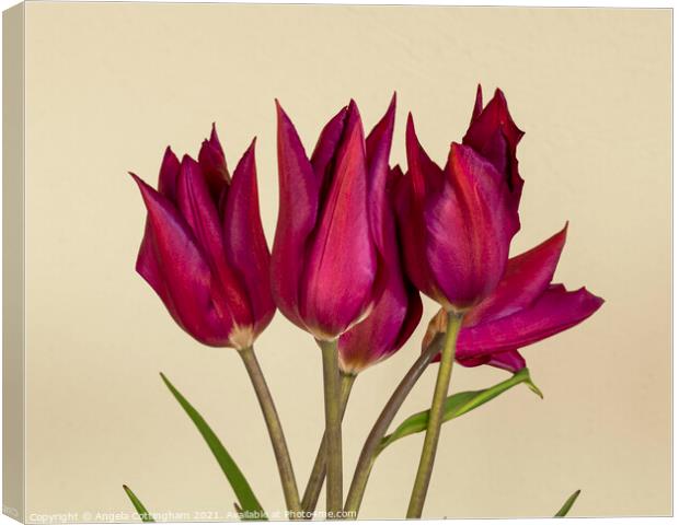 Purple Tulips Canvas Print by Angela Cottingham