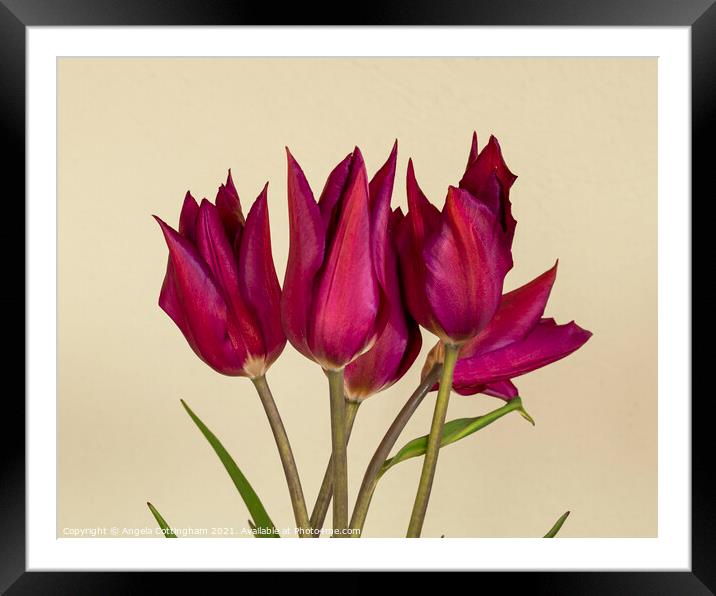 Purple Tulips Framed Mounted Print by Angela Cottingham