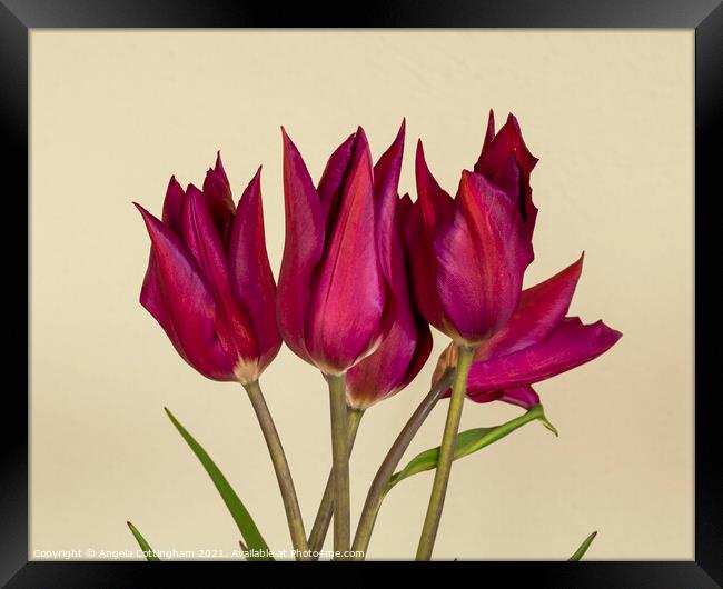 Purple Tulips Framed Print by Angela Cottingham