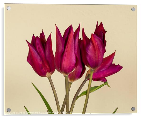 Purple Tulips Acrylic by Angela Cottingham