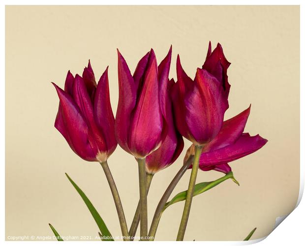 Purple Tulips Print by Angela Cottingham