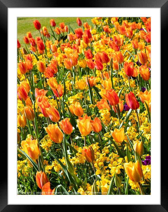 Tulips and Wallflowers Framed Mounted Print by Angela Cottingham