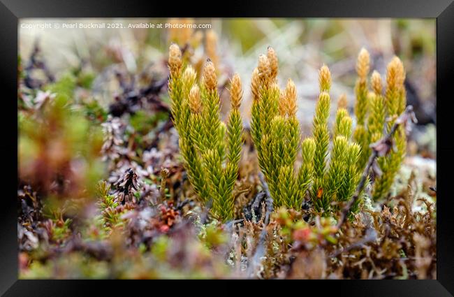 Low Down on Mosses  Framed Print by Pearl Bucknall