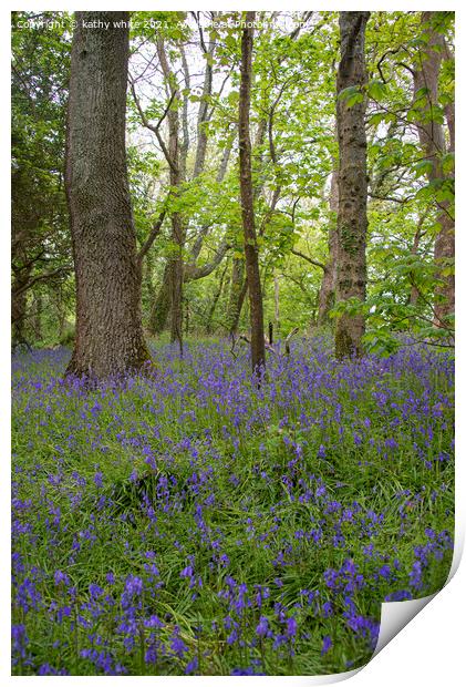 English Bluebell Wood, Cornwall,Bluebells in the W Print by kathy white