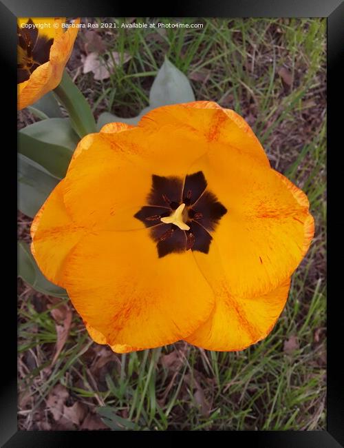 Plant flower Framed Print by Barbara Rea