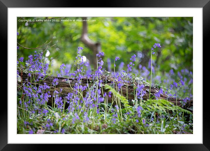 English Bluebell Wood, Cornwall,wild flowers Framed Mounted Print by kathy white