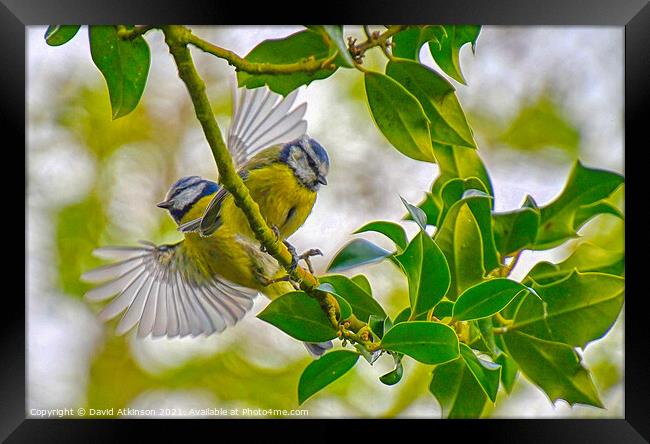 Spread your wings Framed Print by David Atkinson