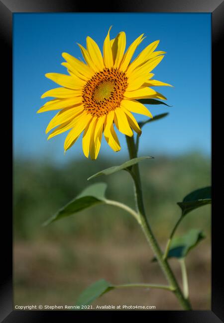 Flower sunflower Framed Print by Stephen Rennie