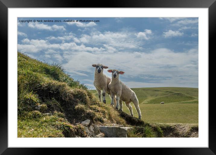 Two Curious Lambs at Dunraven Bay  Framed Mounted Print by Nick Jenkins