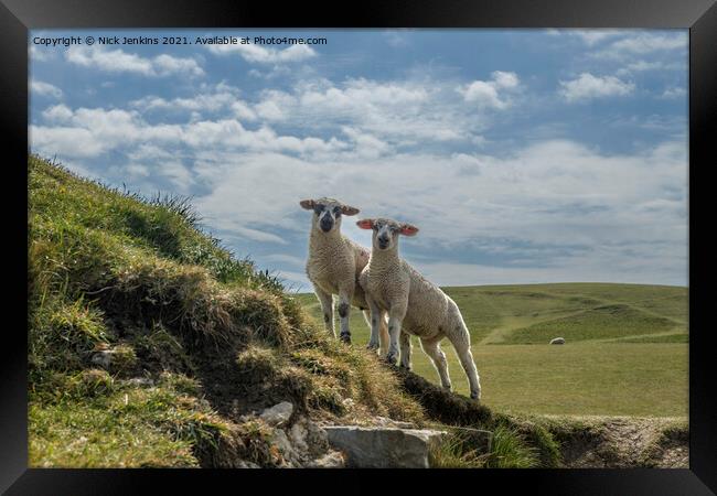 Two Curious Lambs at Dunraven Bay  Framed Print by Nick Jenkins