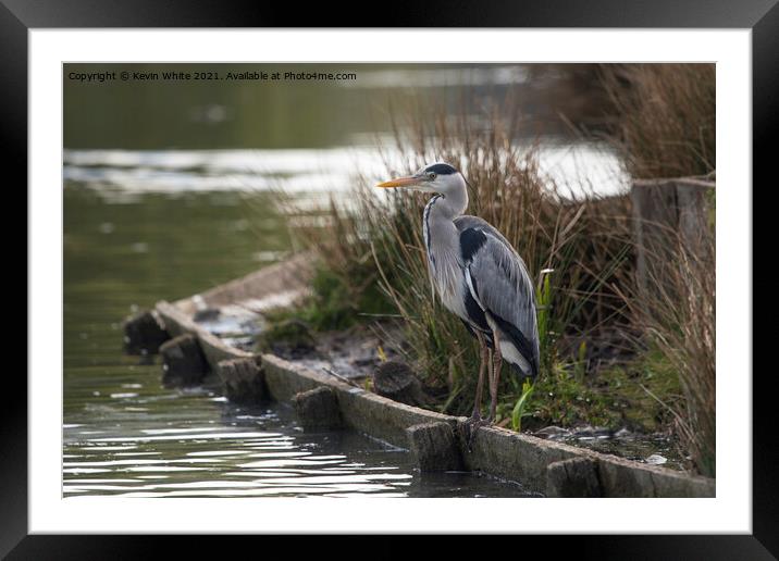 Grey Heron sitting patiently Framed Mounted Print by Kevin White