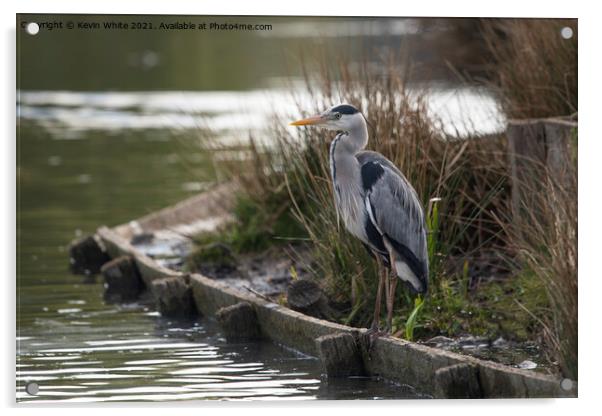 Grey Heron sitting patiently Acrylic by Kevin White