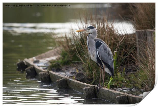 Grey Heron sitting patiently Print by Kevin White
