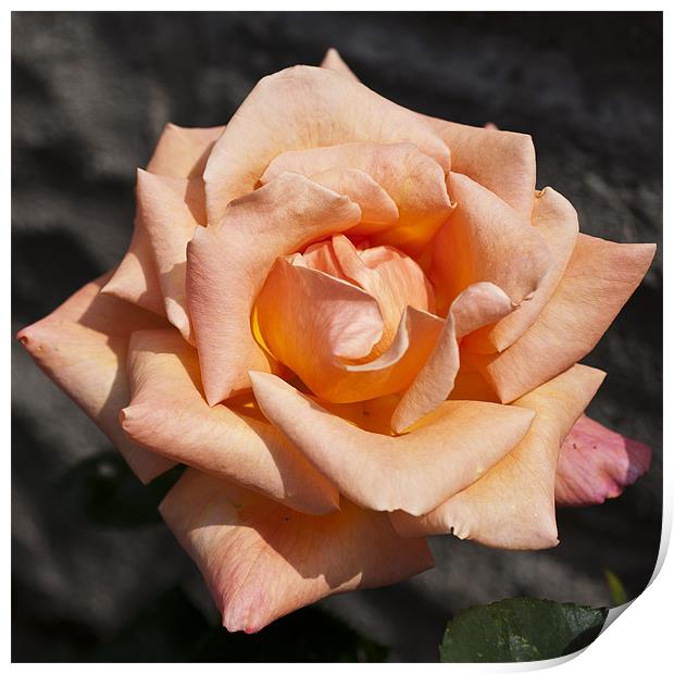 Orange Rose Print by Steve Purnell