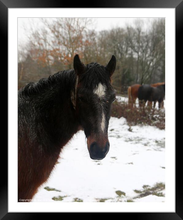  Horse wet in the snow Framed Mounted Print by Sandra Day