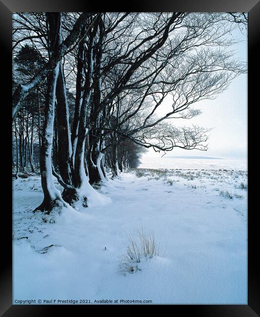 Dartmoor, Cator Common,  Trees in Snow Framed Print by Paul F Prestidge