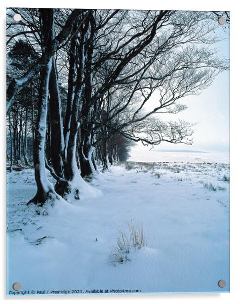 Dartmoor, Cator Common,  Trees in Snow Acrylic by Paul F Prestidge