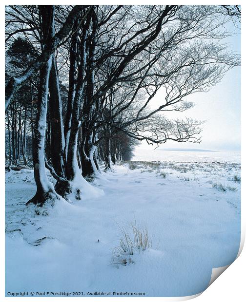 Dartmoor, Cator Common,  Trees in Snow Print by Paul F Prestidge
